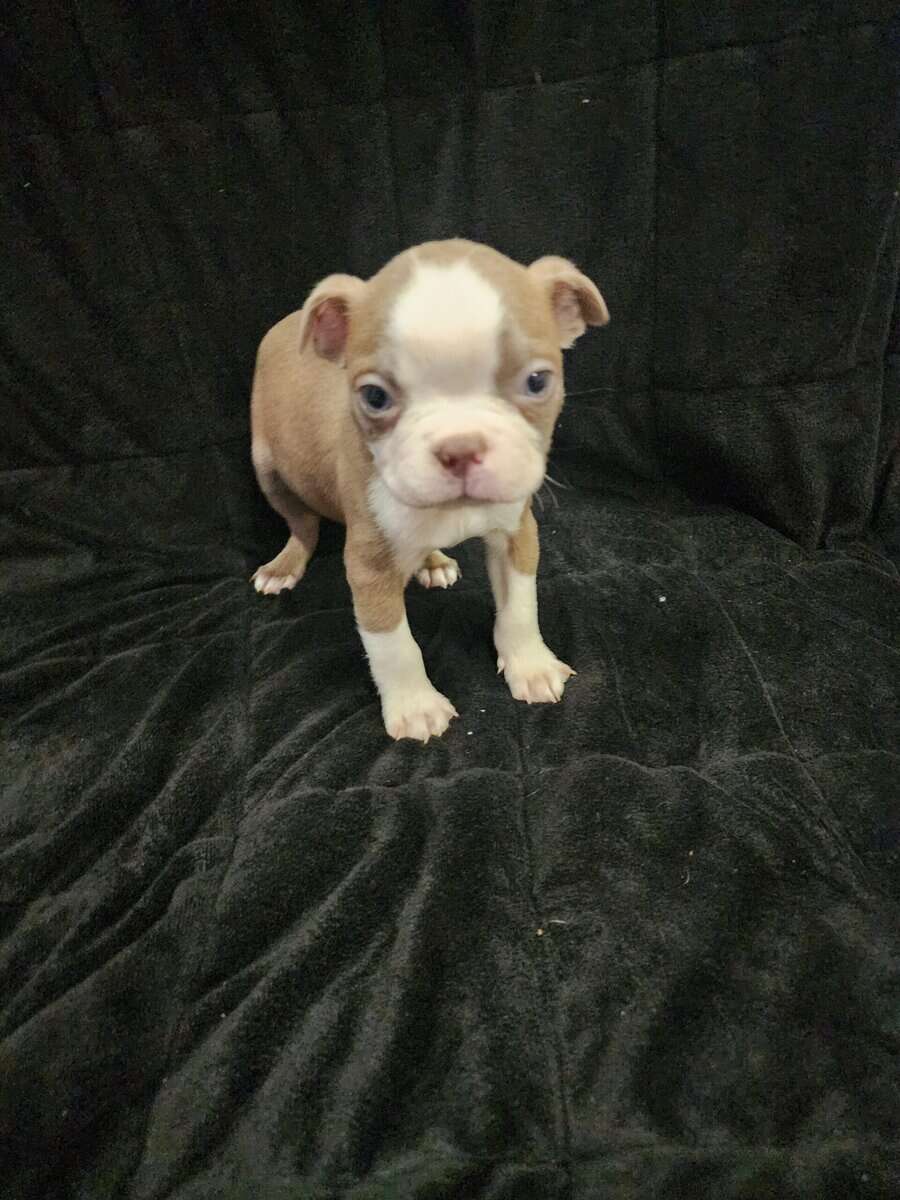 Boston Terrier male puppy image 3