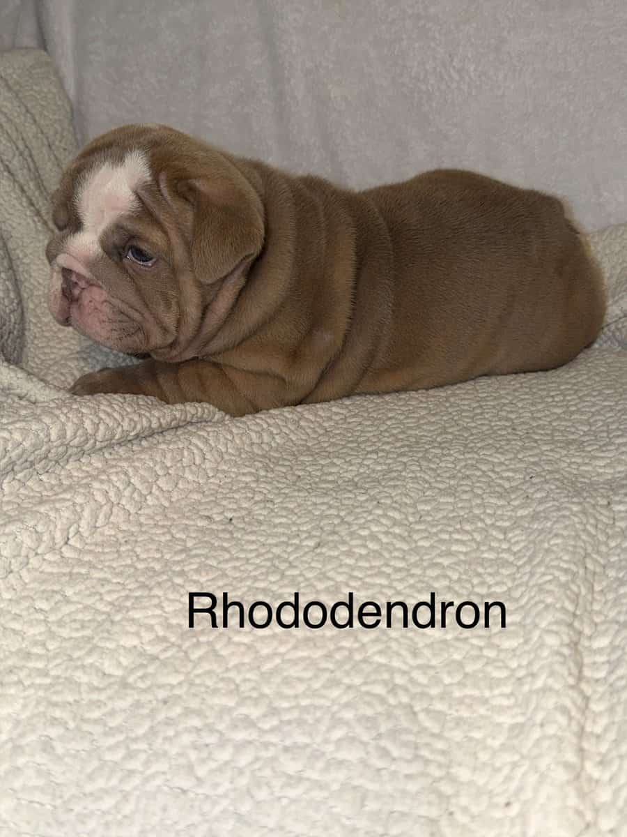 🐾 **Adorable English Bulldog Puppies ** 🐾 image 16