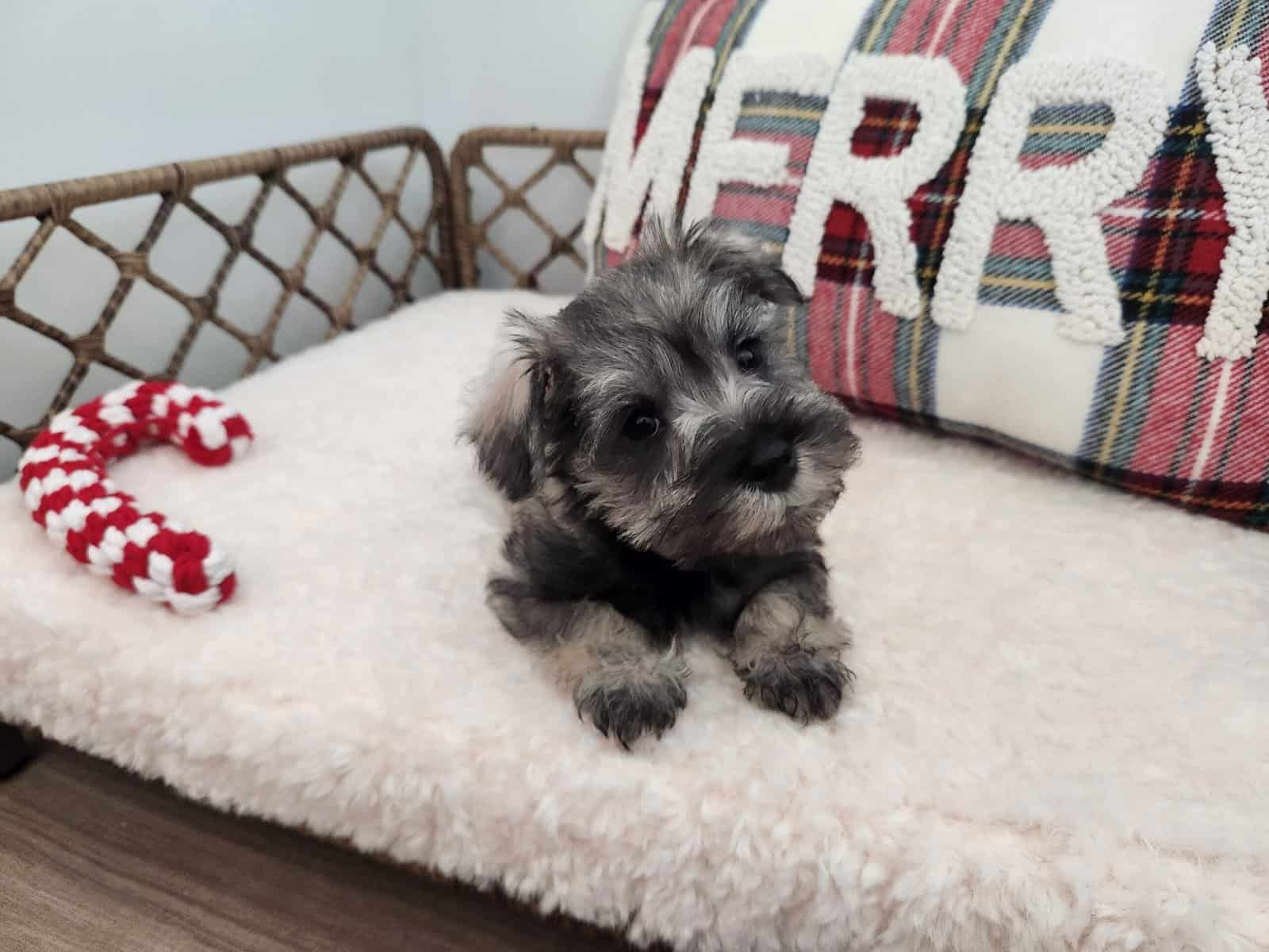 Miniture Schnausers Ready now for Loving Home image 3