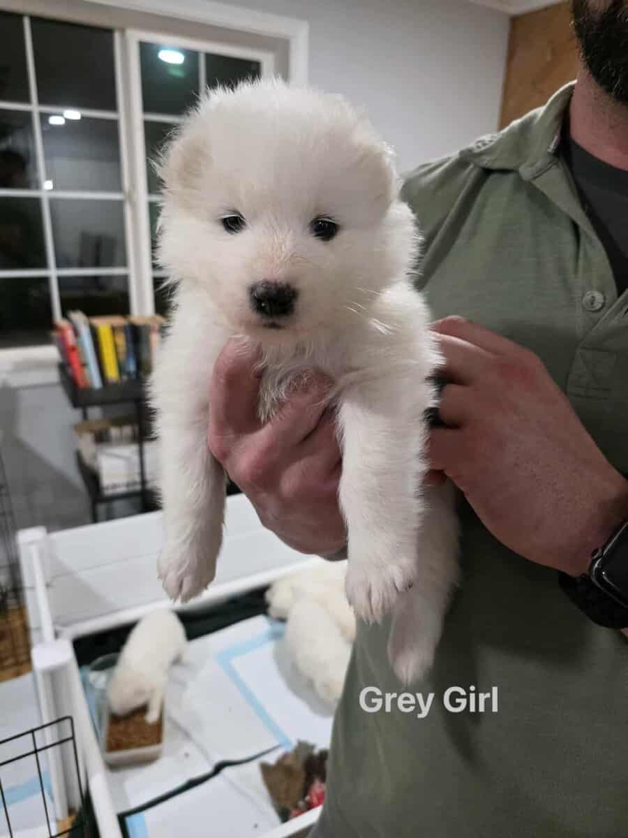Beautiful Samoyed Puppies image 1
