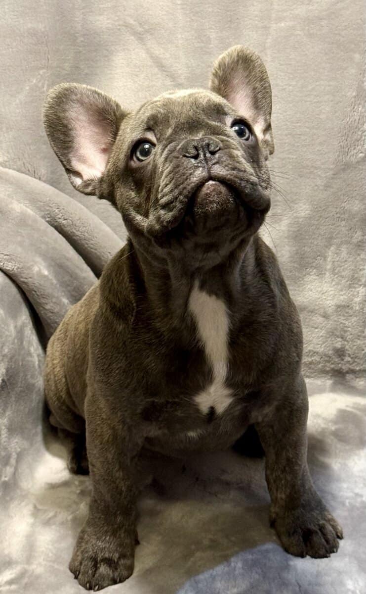 Cute frenchies image 2
