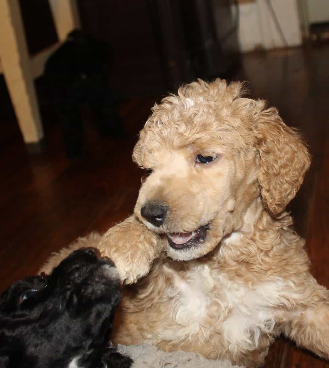 Standard poodle puppies image 2