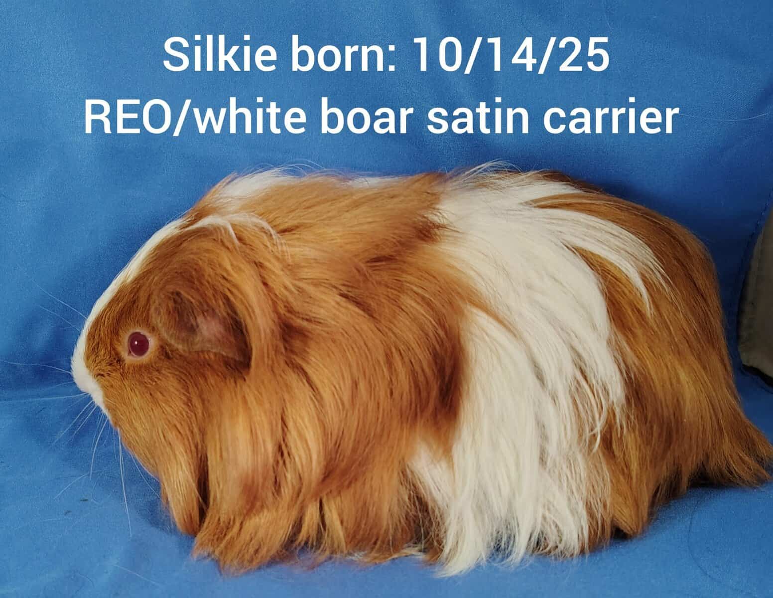 Guineapigs image 7