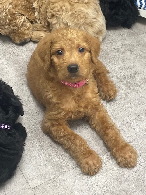 Doodle puppies ready for furever homes. image 14