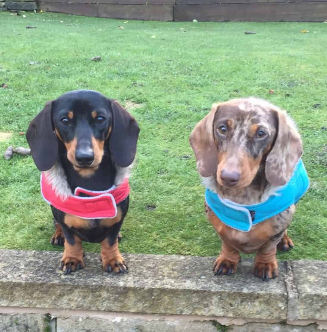 Male dachshund puppy image 7