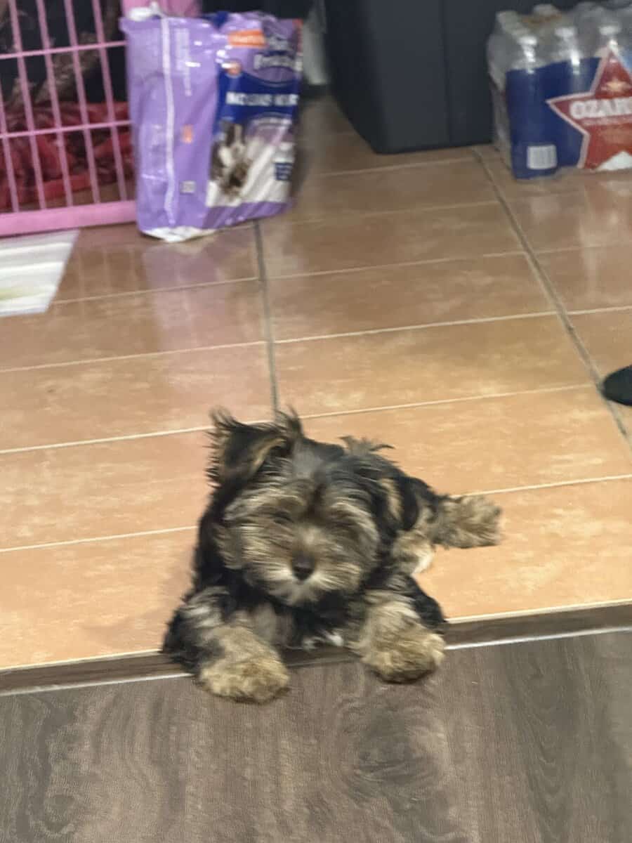 3 month yorkie image 1