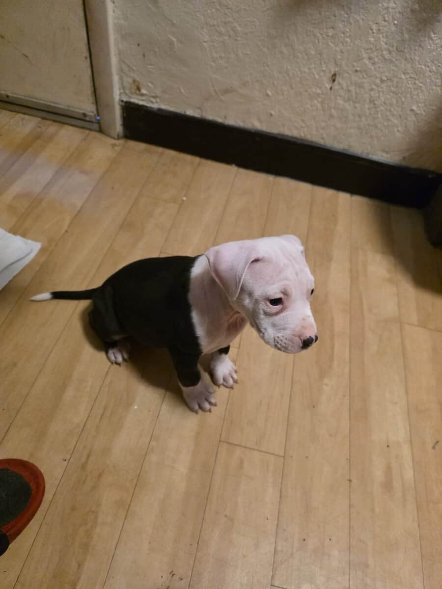 pitbull puppies for adoption image 7