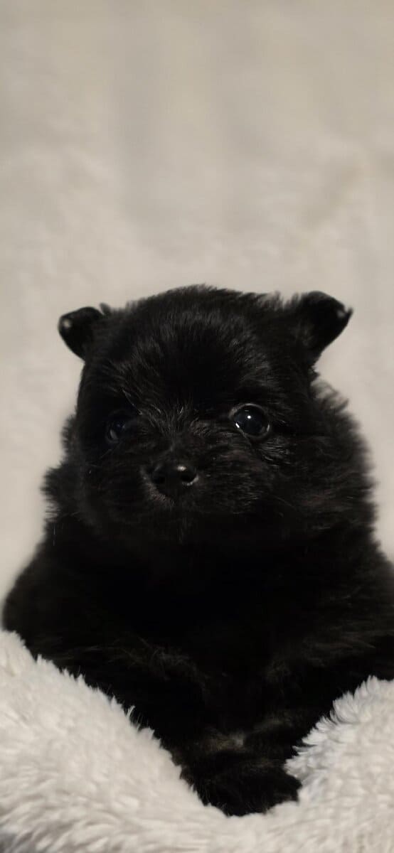 Pomeranian puppies image 9