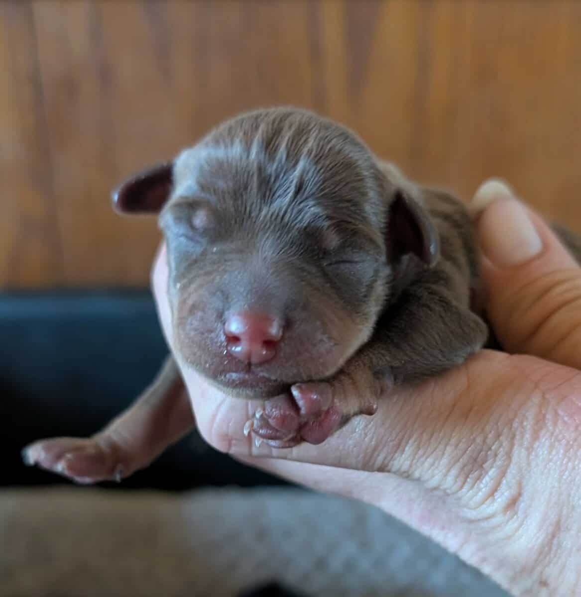 Min pins puppies image 1