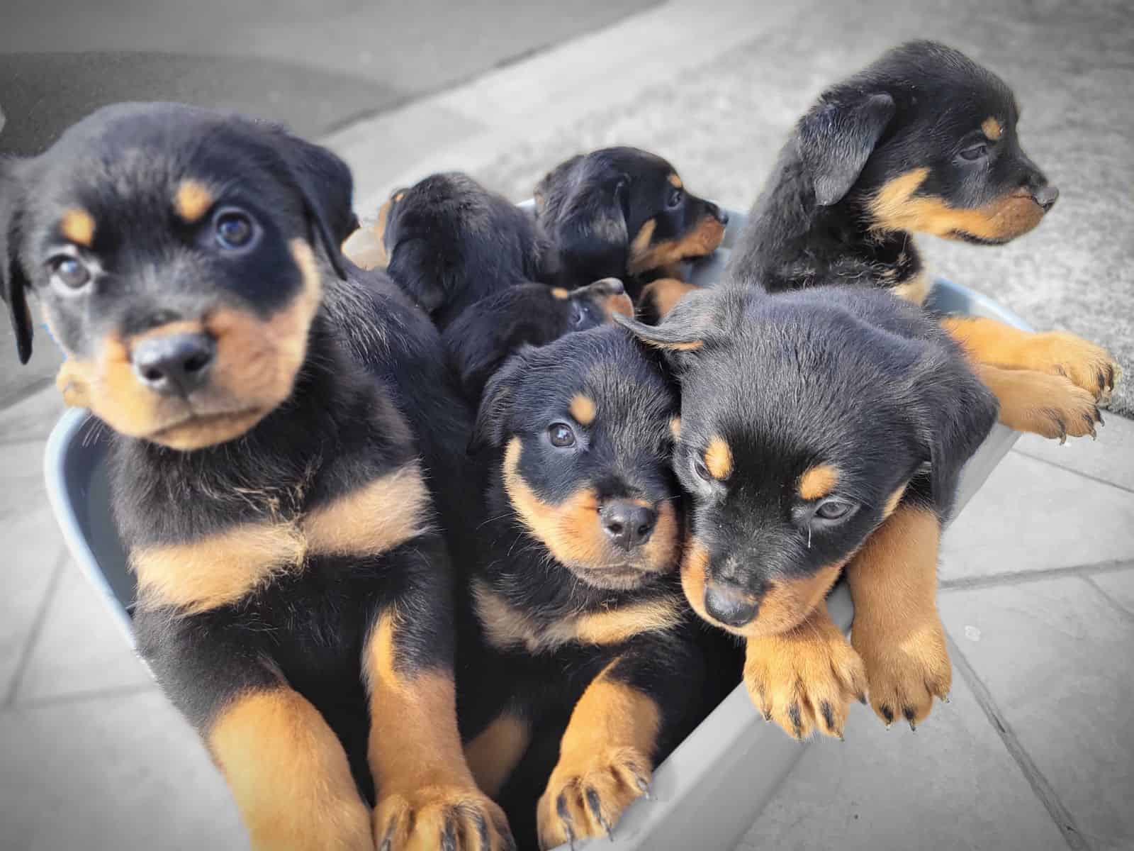 German Rottweiler image 3