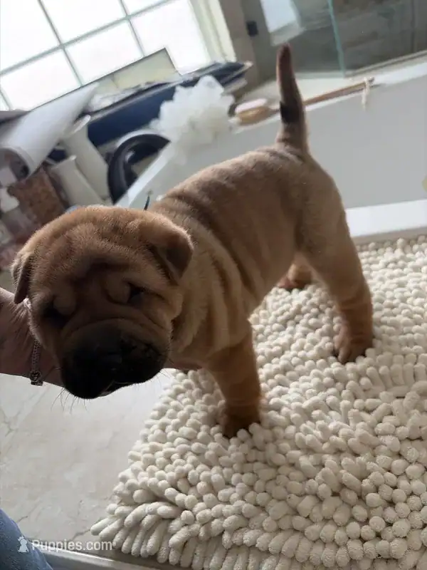 Chinese Shar-pei image 8