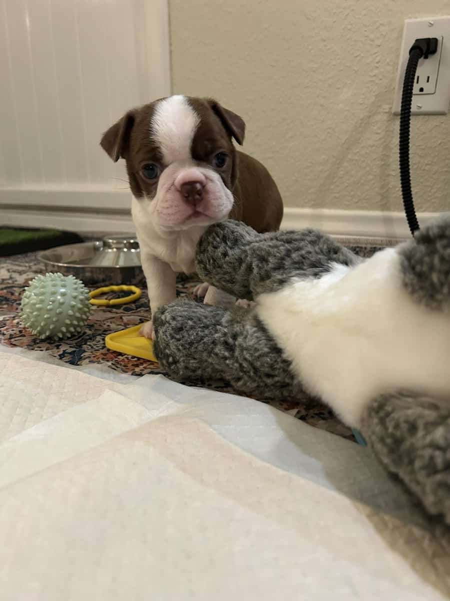 Boston Terrier image 3