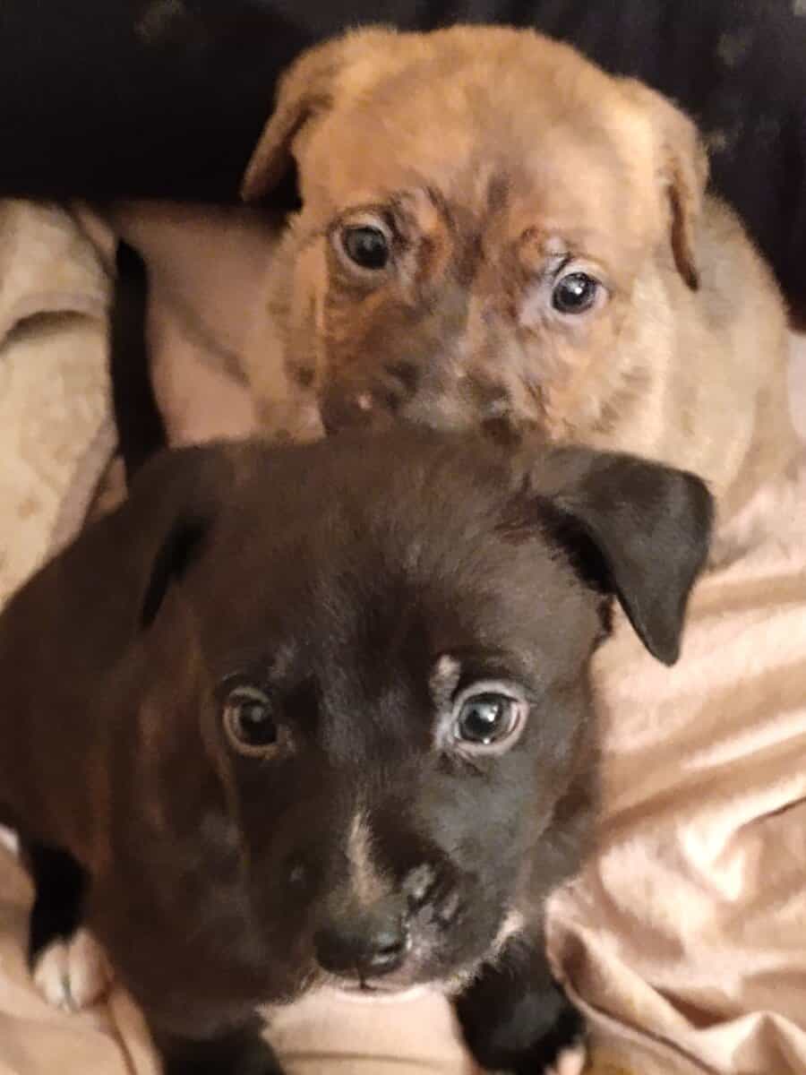 BEAUTIFUL pitmix puppies need LOVING homes image 5