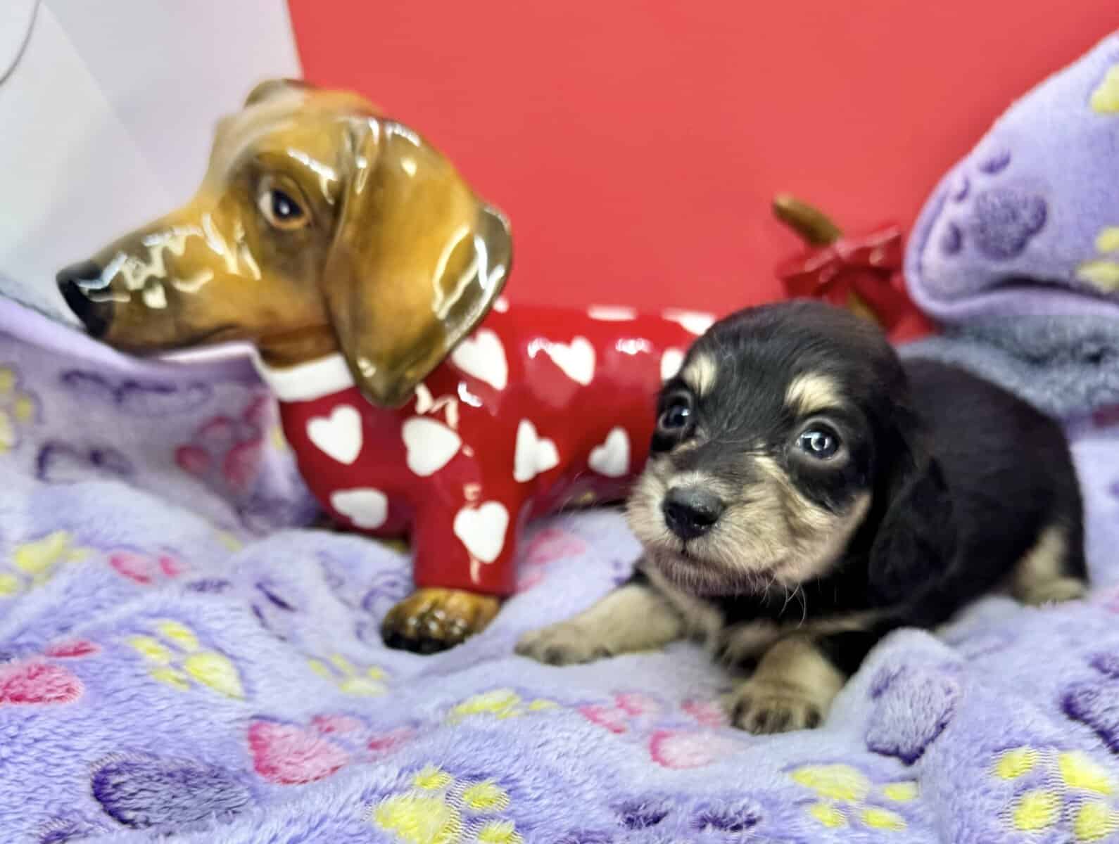 Champion bred dachshund puppies-Import line AKC image 18