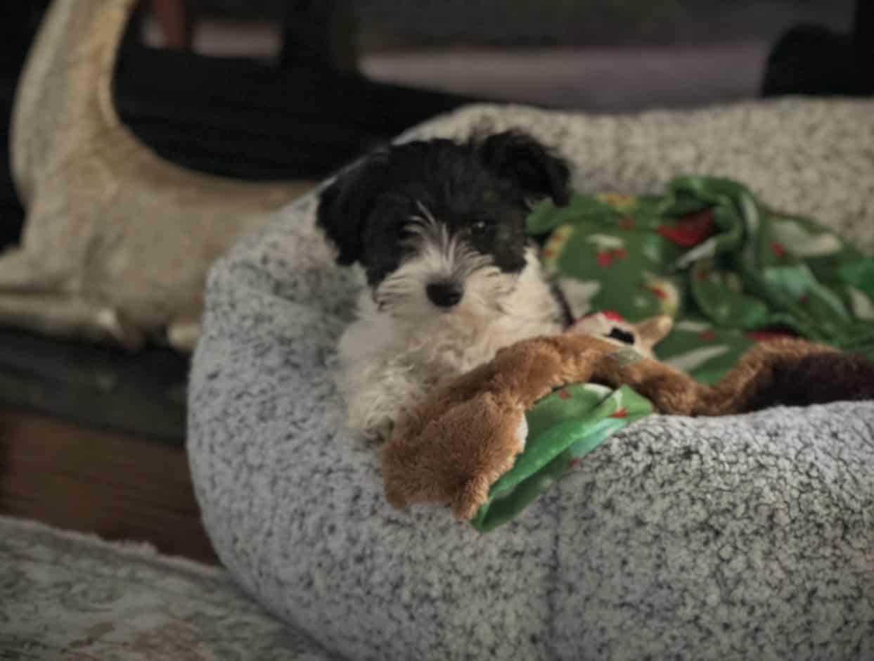 Miniature Schnauzer image 1