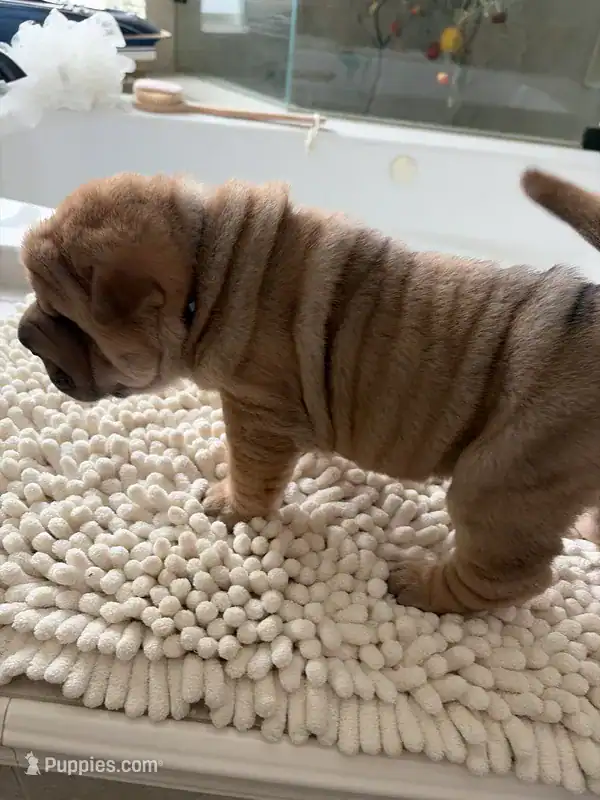 Chinese Shar-pei image 12
