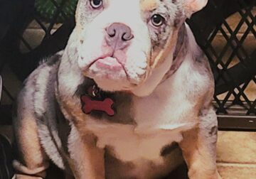 Hi I’m Dixie and I need a home