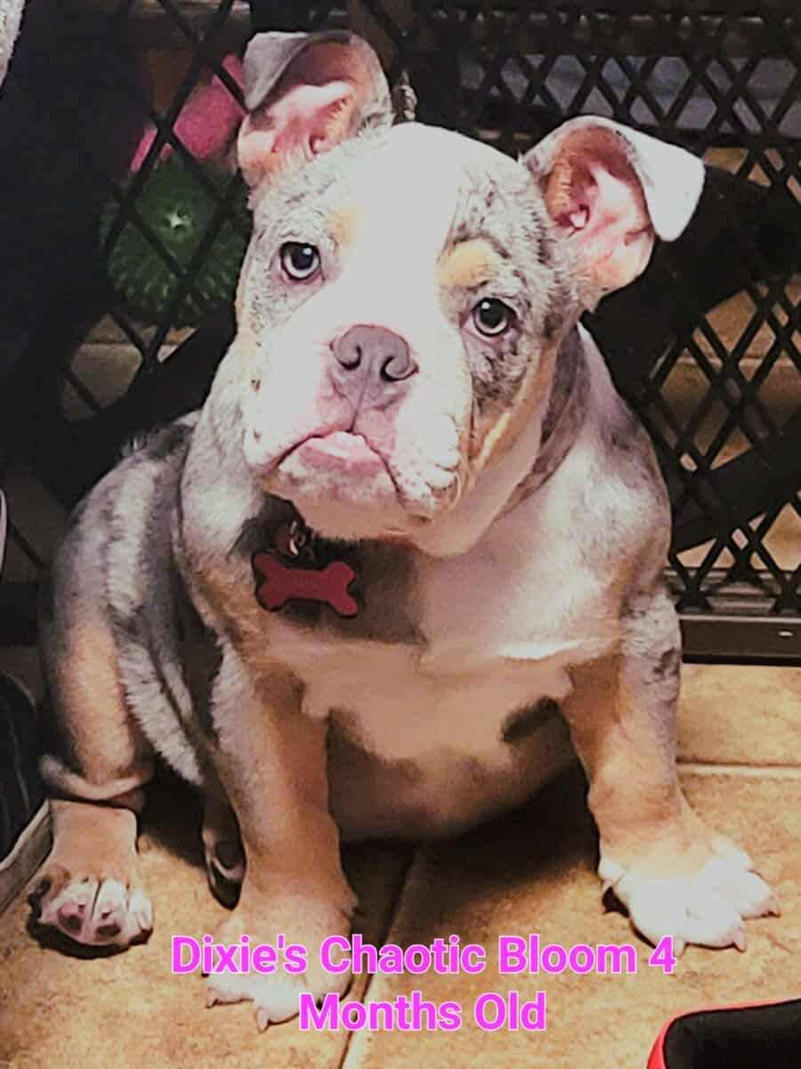 Hi I'm Dixie and I need a home image 1