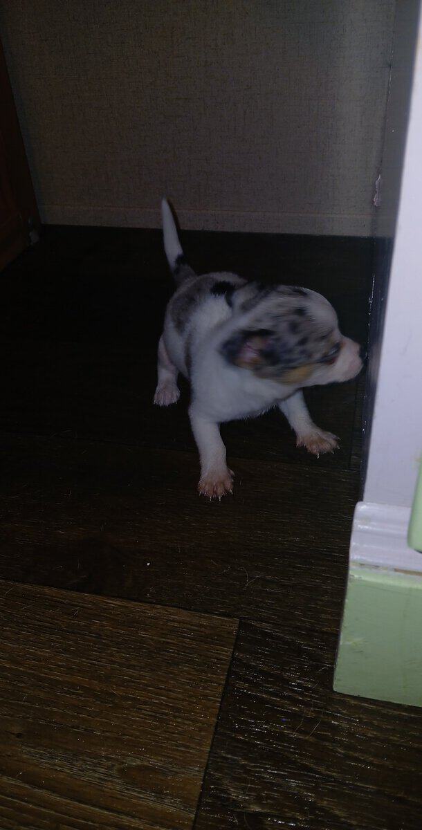 Tiny white with Merle piebald female chihuahua pup image 15