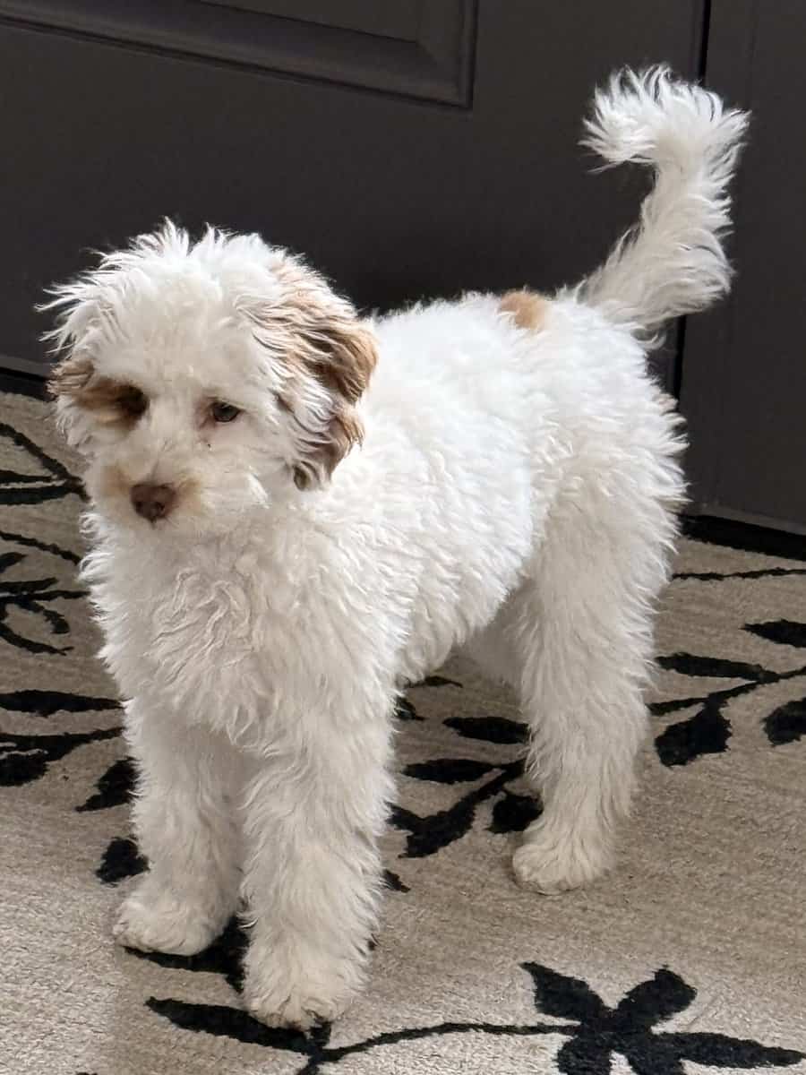 Micro Labradoodle puppy image 3