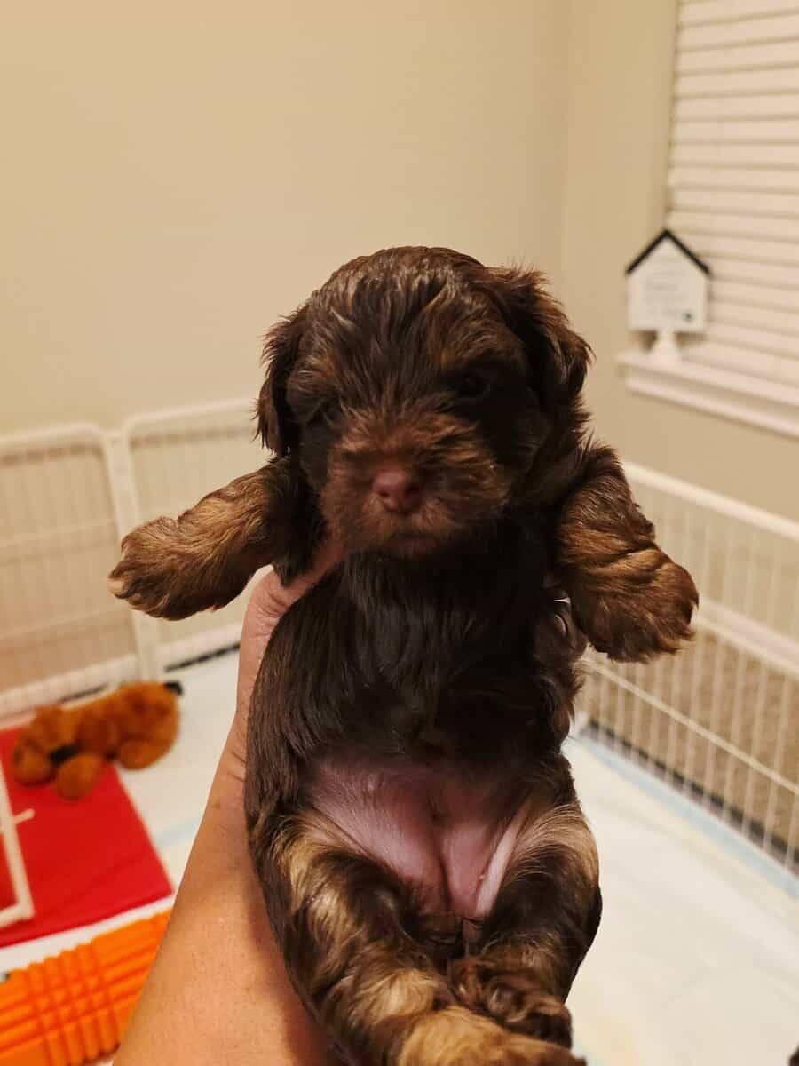 Yorkipoo Puppies 4 Sale- Ready to go home Feb.13❤️ image 4