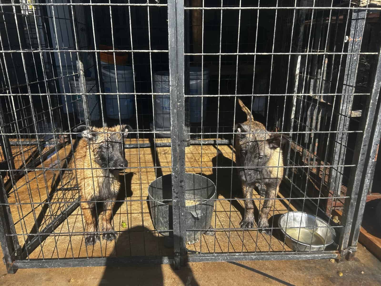 Belgian Malinois puppies image 4