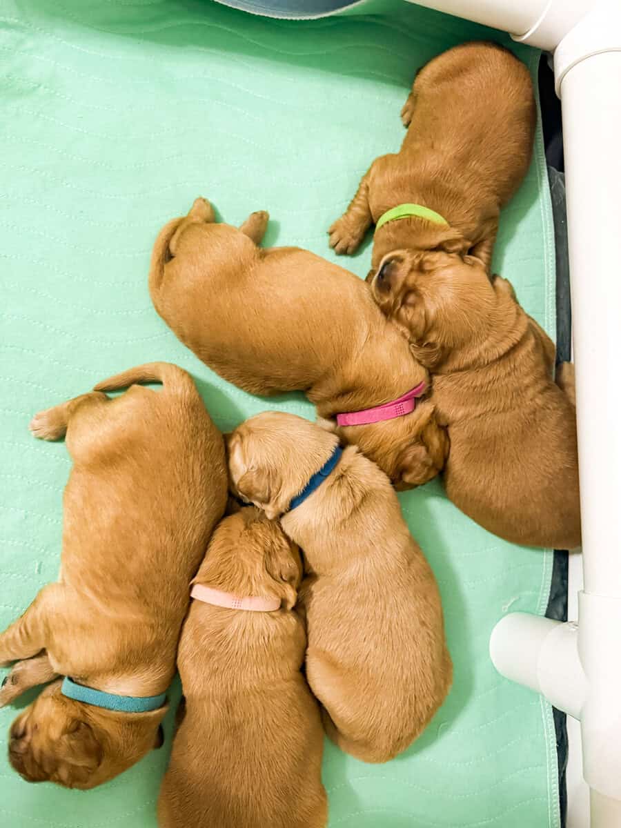 Golden retriever Puppies (RED/TRUE GOLD MIX) image 3