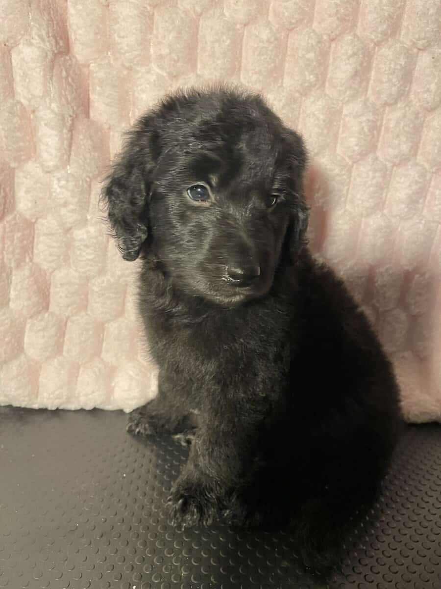 Golden doodle puppies image 8