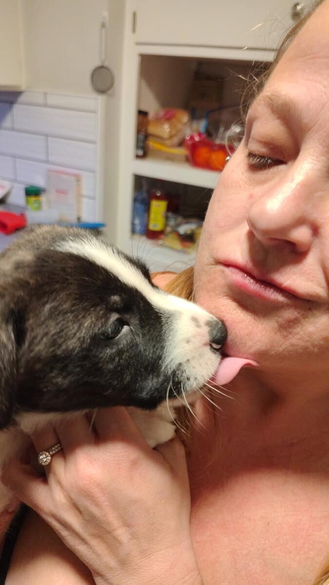 6 puppies image 14