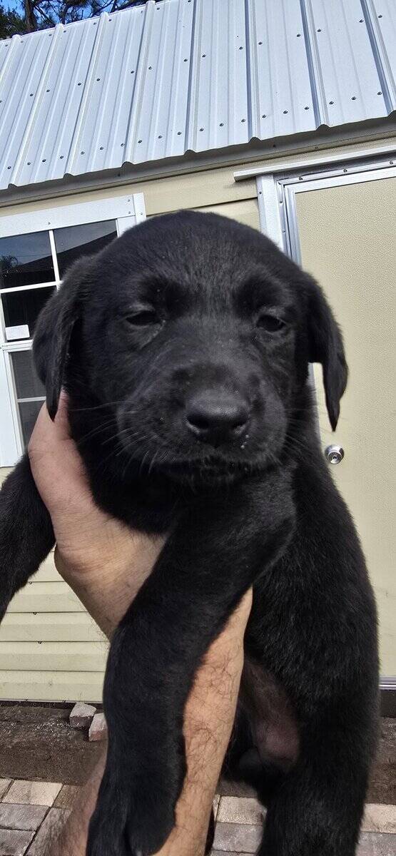 AKC Labrador puppies need new homes image 4