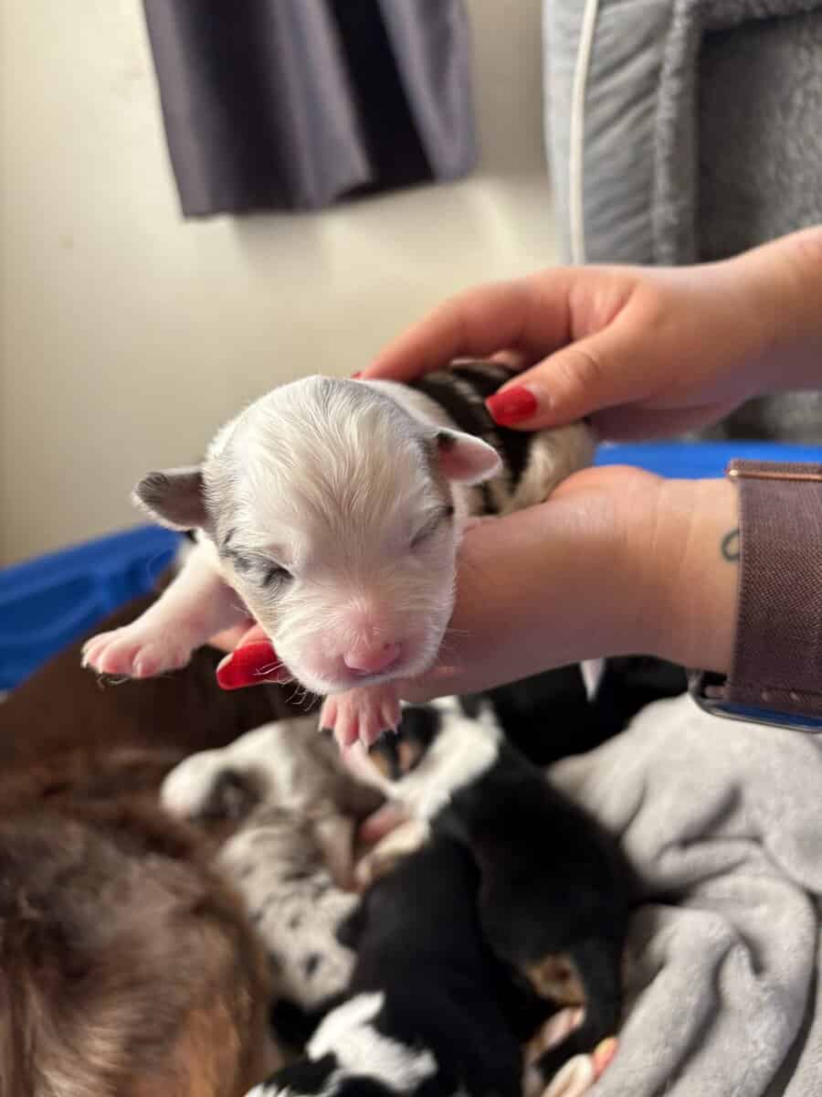 Australian Shepherd Puppies image 6