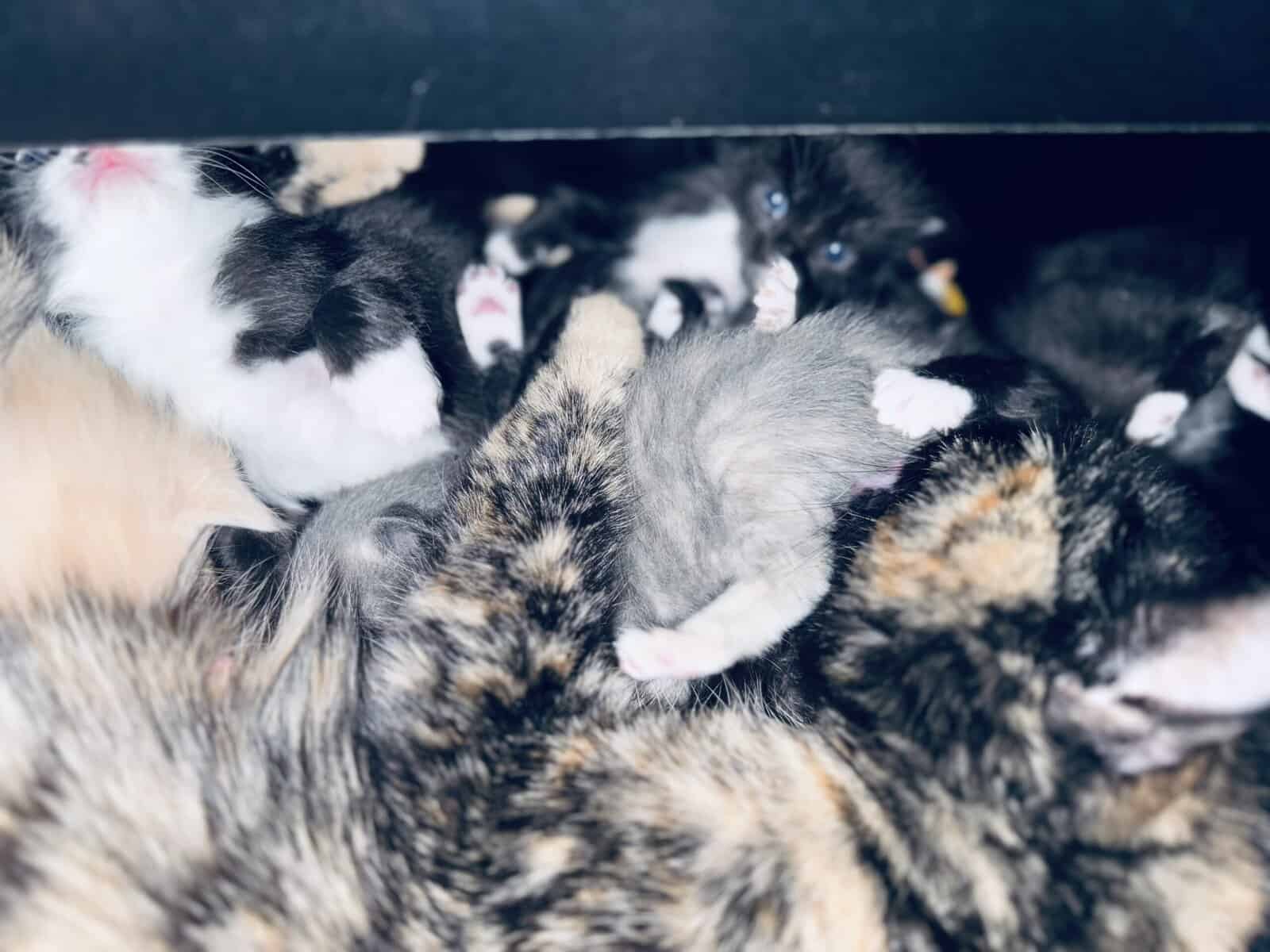 Furever Kitten Love image 18