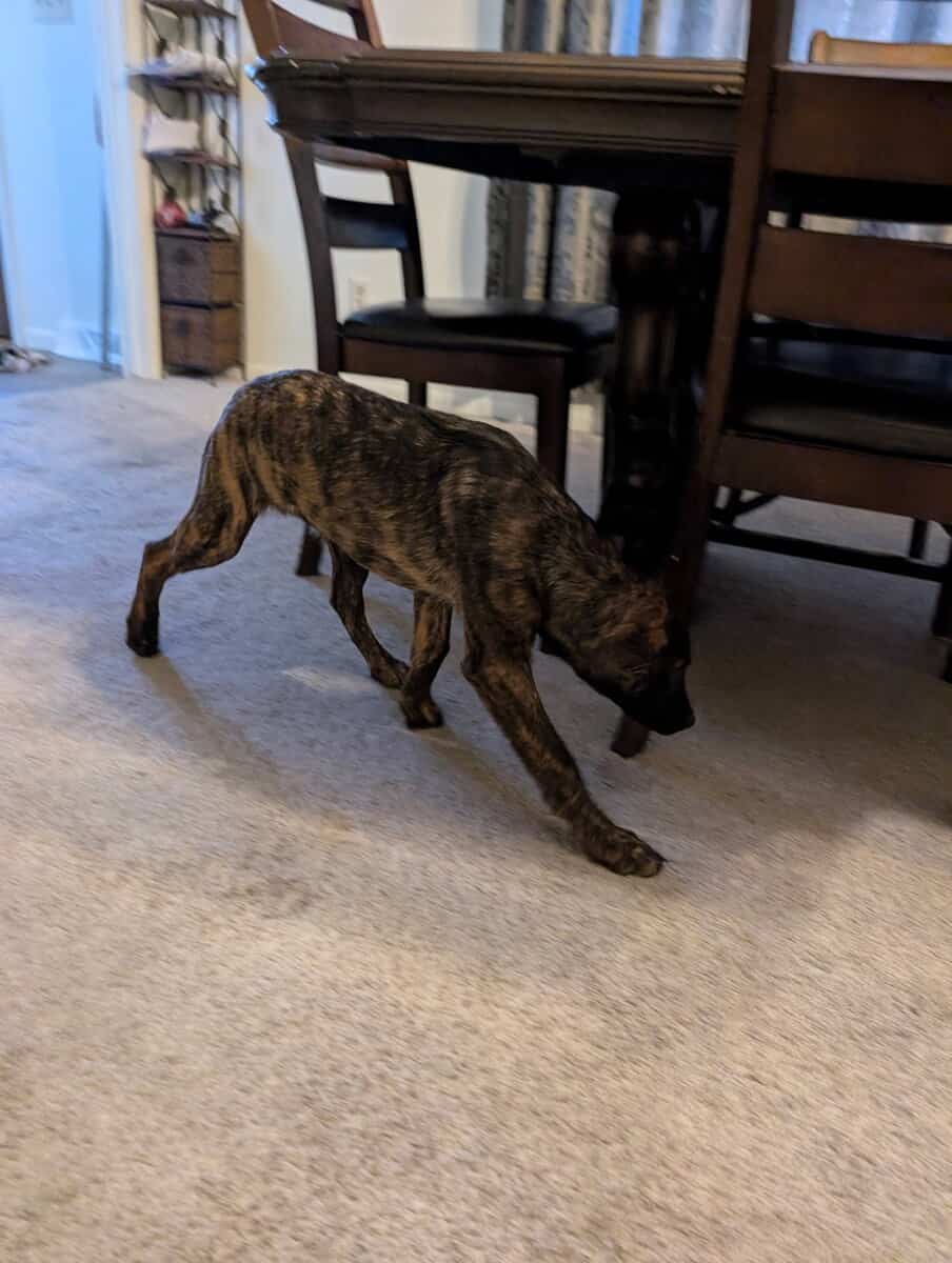 Belgian Malinois xLabrador puppies image 6