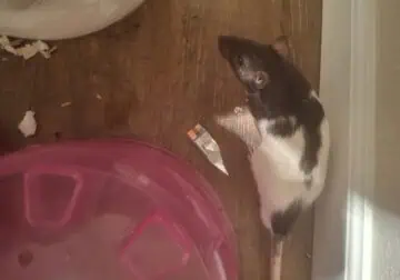 Cute rats and cage free to a loving home