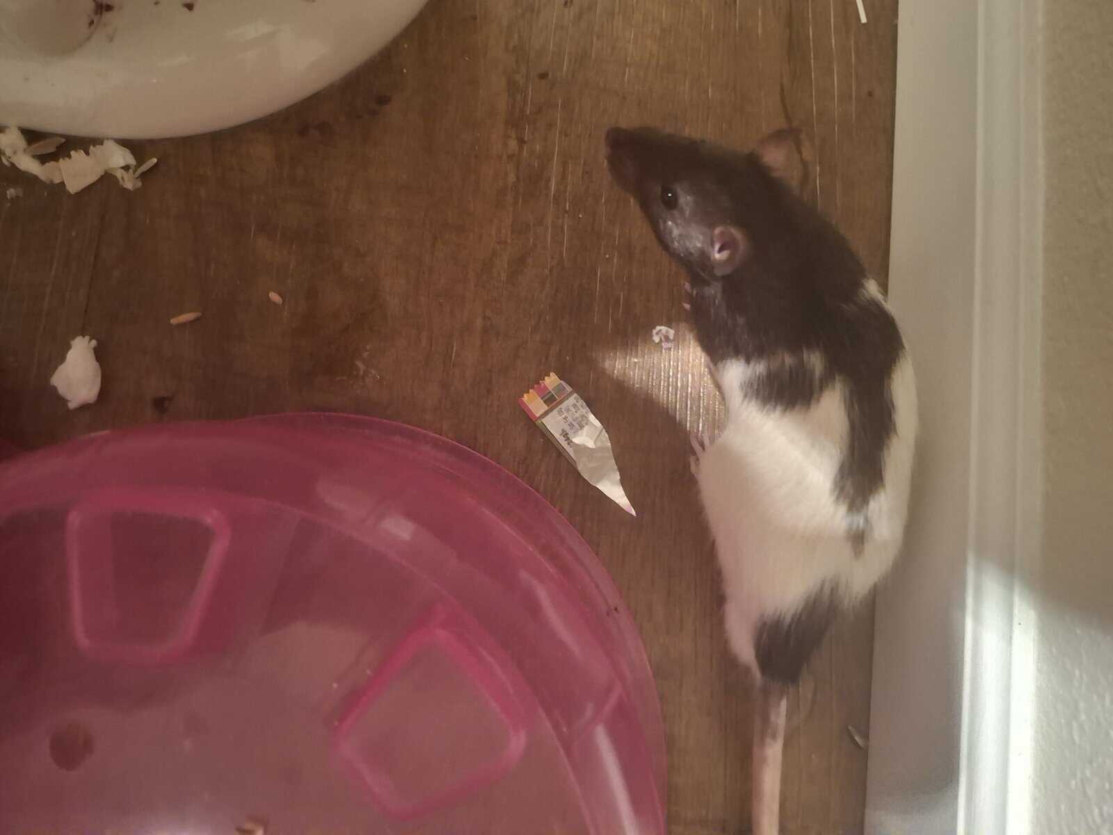 Cute rats and cage free to a loving home image 1