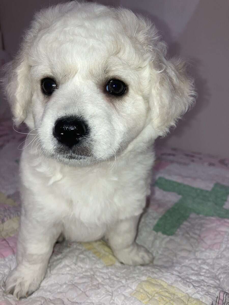 Rehoming Maltipoo, Clara image 3