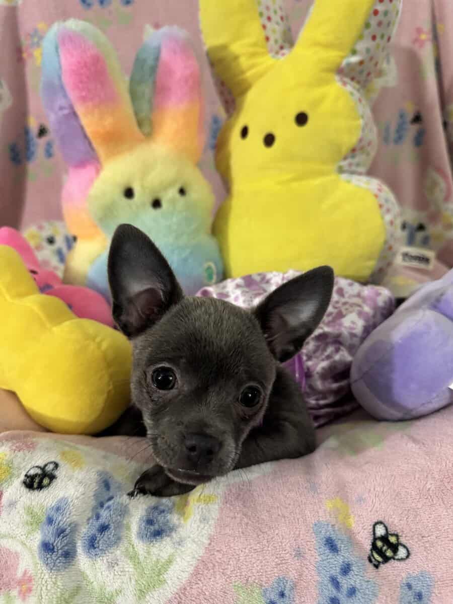 Applehead Chihuahuas purebred image 2