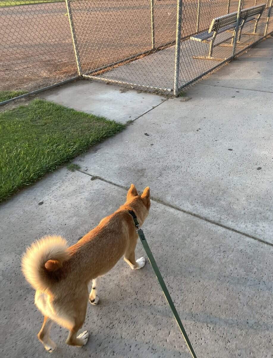 Husky Inu for Adoption image 3