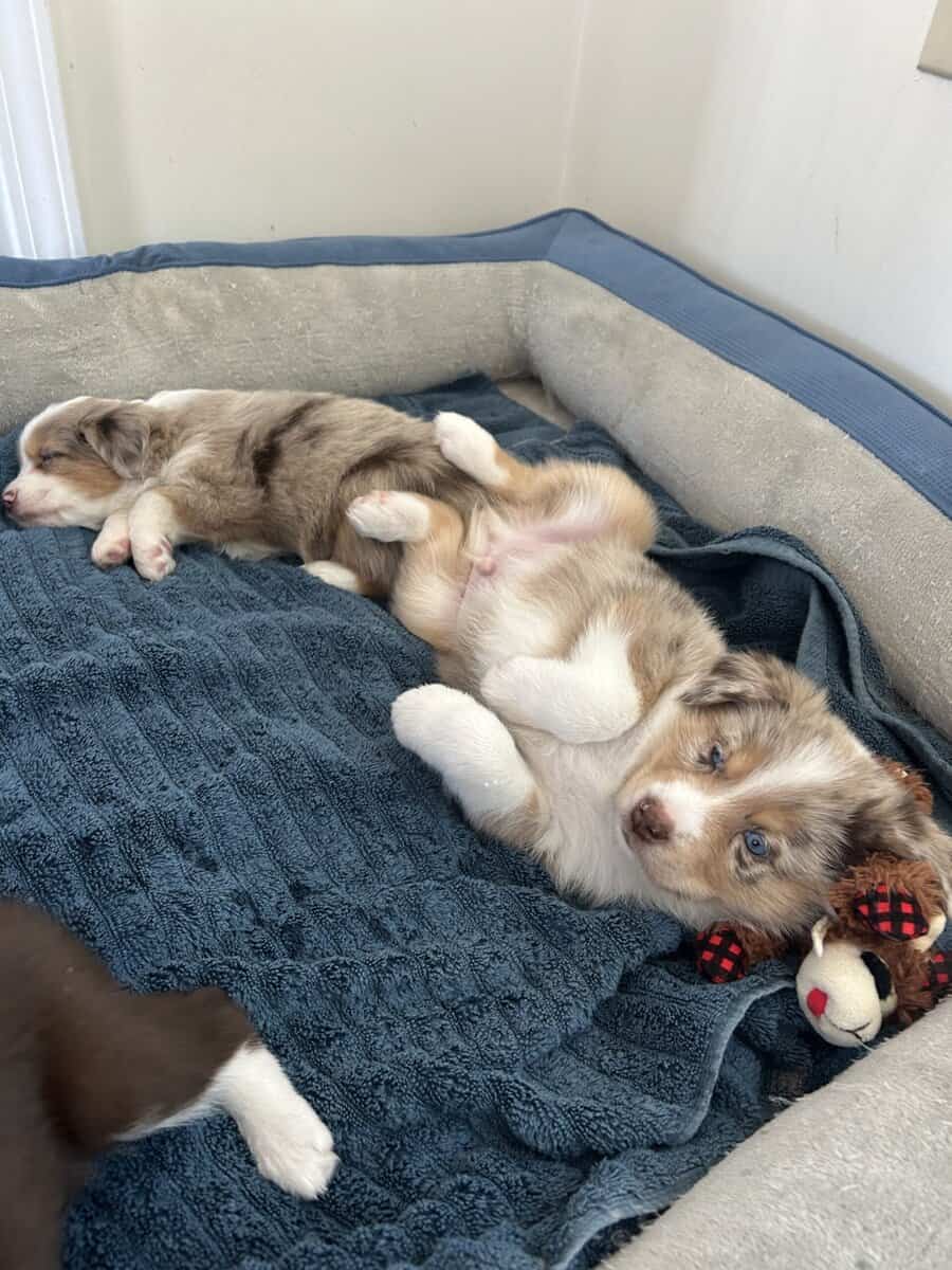 Puppies image 3