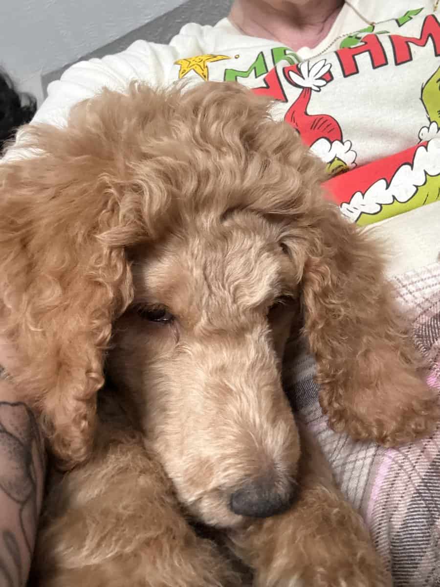 AKC standard poodle puppies image 16