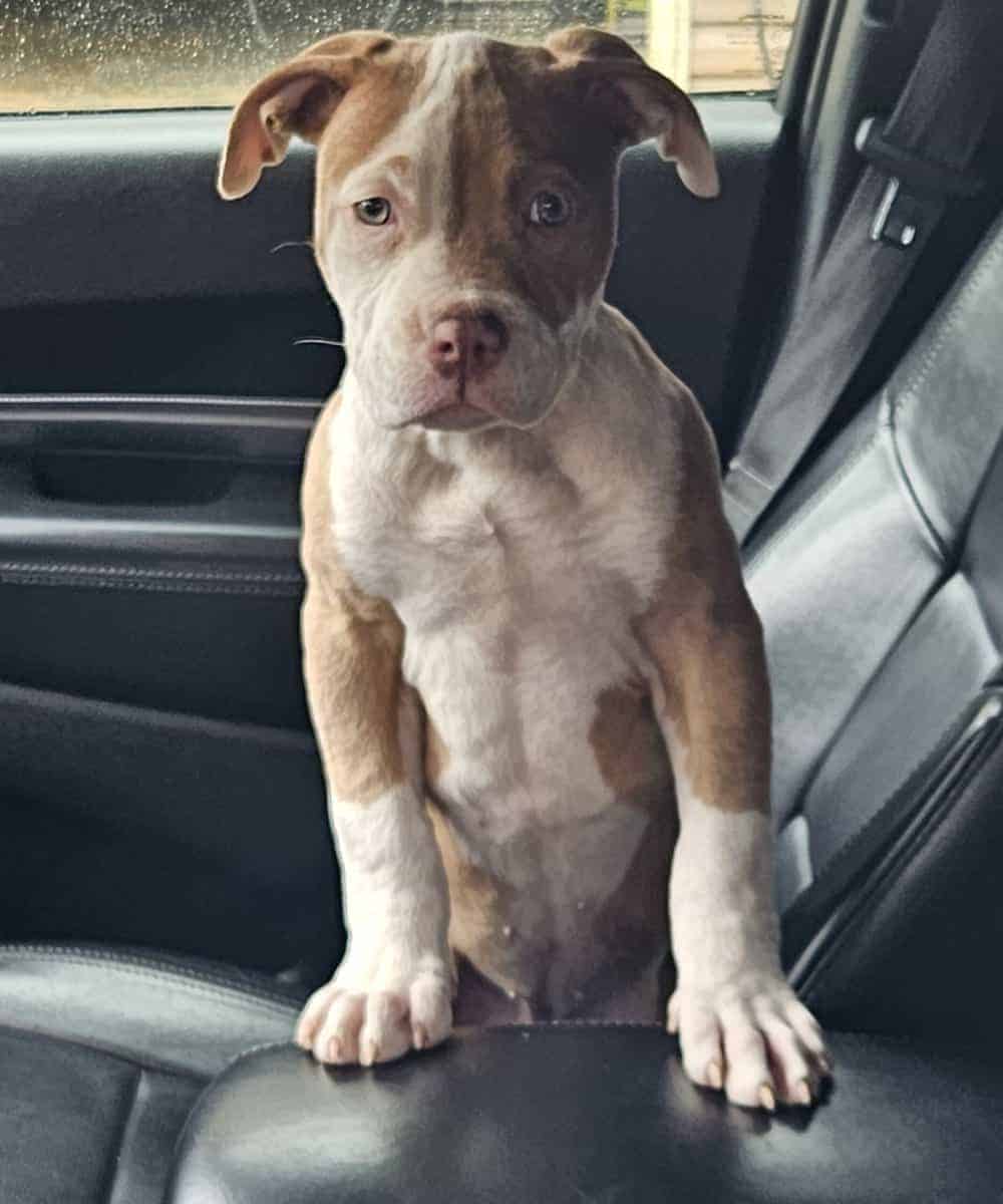 Beautiful RedNose Pitbull Female 3 weeks old for s image 3