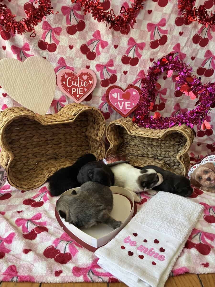 Browns Pomeranian pups image 3