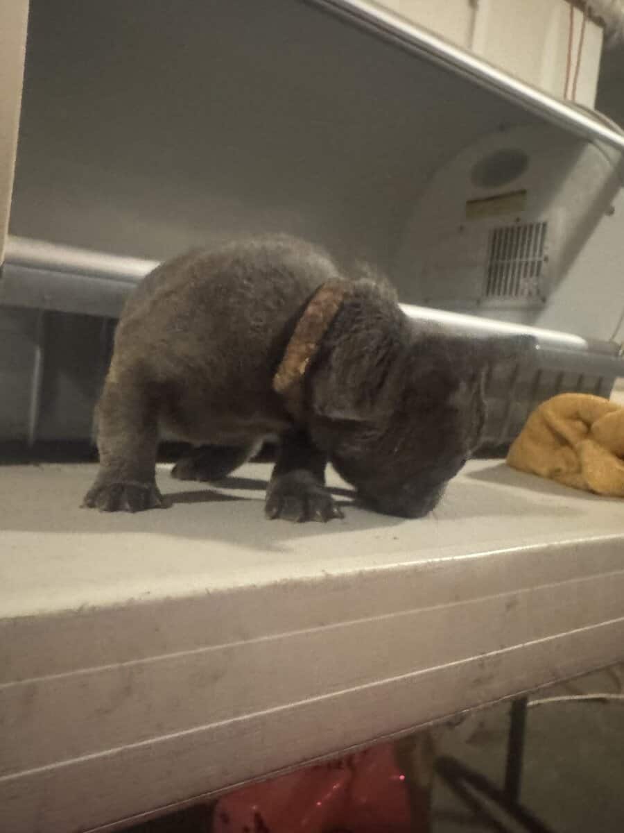 French Bulldog pup image 10