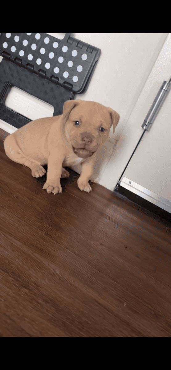 Female Pocket Bully image 2