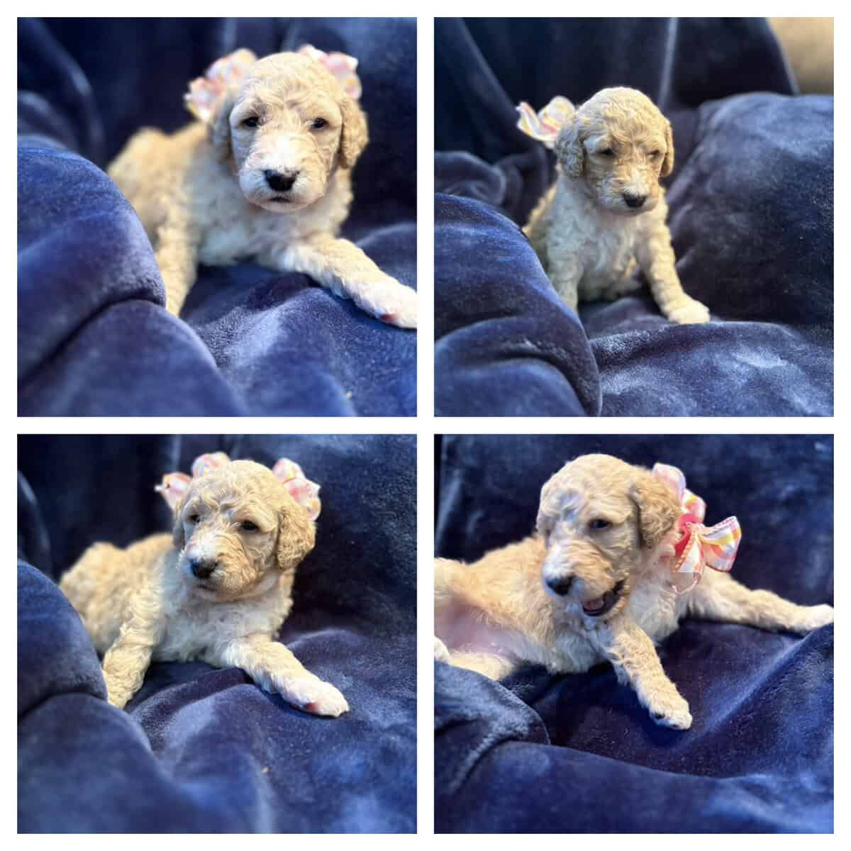Golden Sheepadoodle image 5