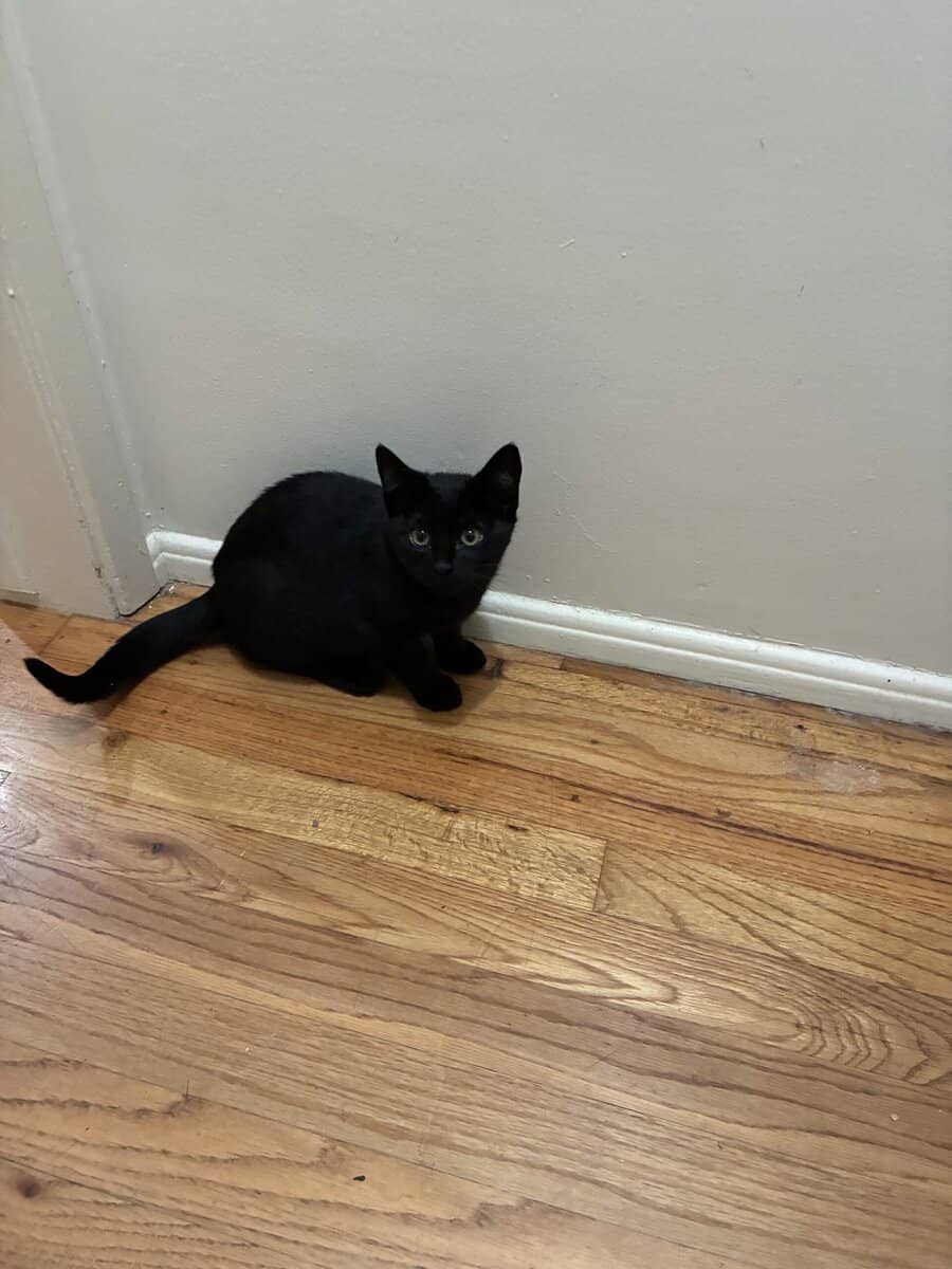 2 KITTENS NEED A HOME image 4