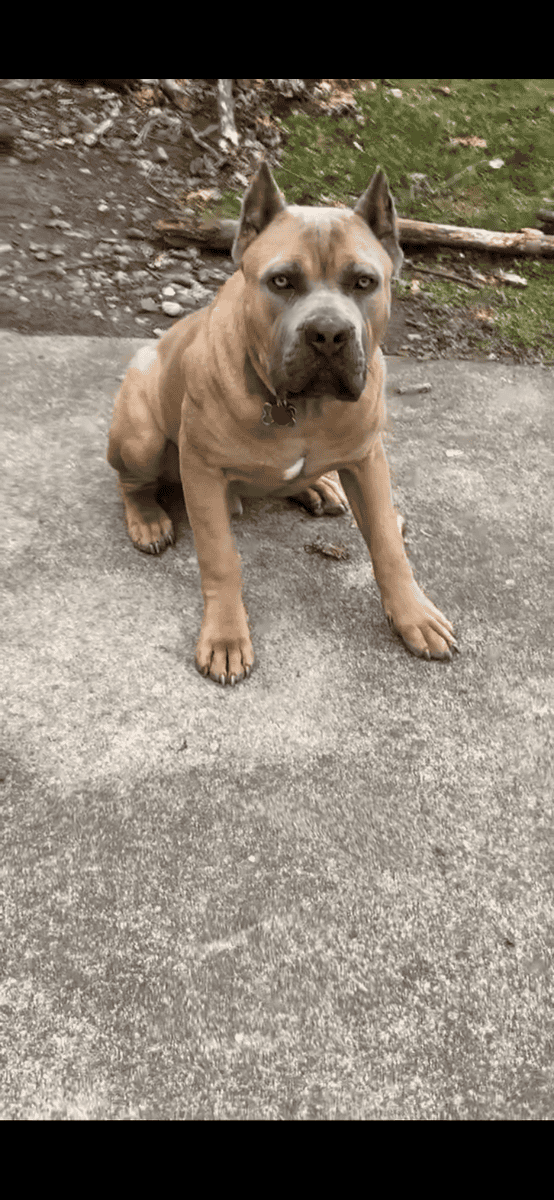 Merle mastiff puppies Chicago Illinois image 2