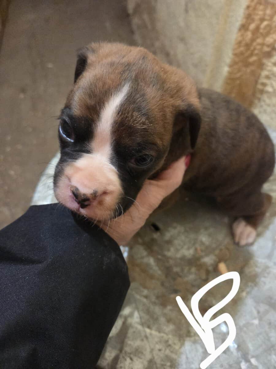Boxer image 3
