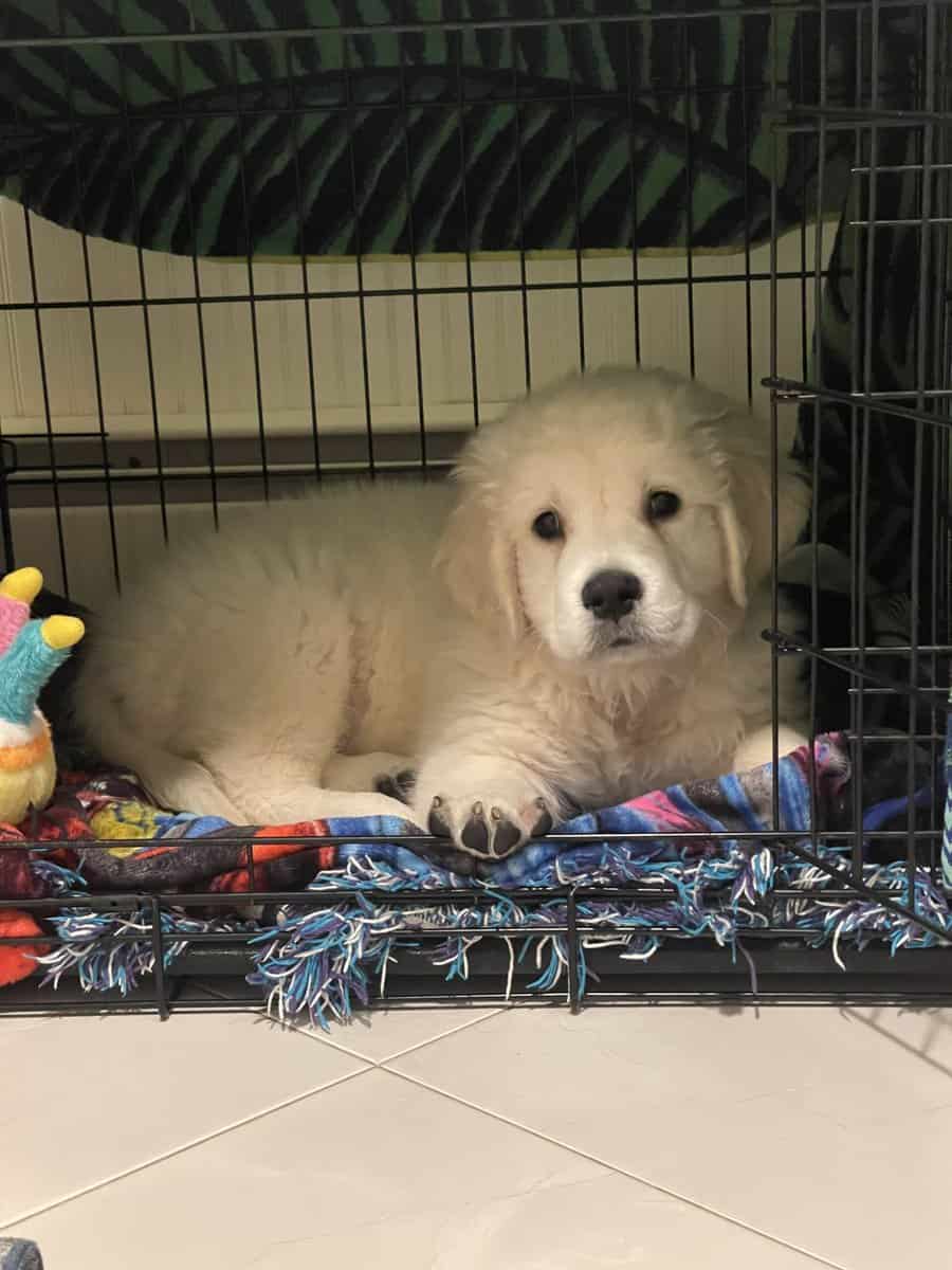 Meet Oakley! image 1