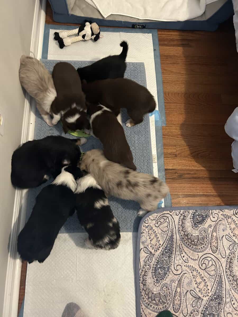 Puppies image 6